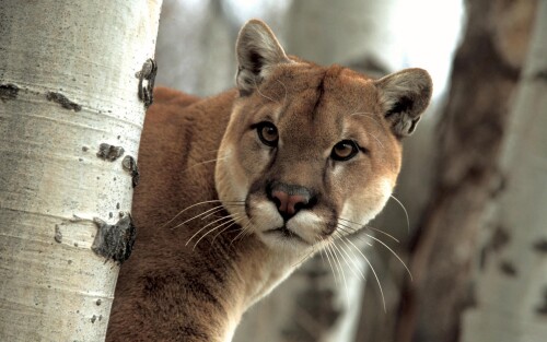 cougar-branch-2403774af424471e3e0b69.jpg
