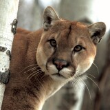 cougar-branch-2403774af424471e3e0b69