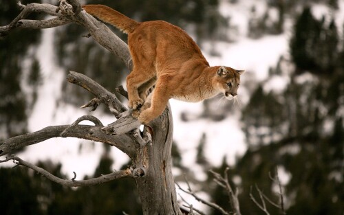 cougar-dry-tree-2403694653bfef4aa02bfd.jpg