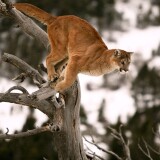 cougar-dry-tree-2403694653bfef4aa02bfd