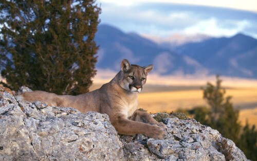 hd-cougar-wallpaper-1aafc78958087e366.jpg