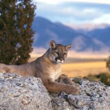 hd-cougar-wallpaper-1aafc78958087e366