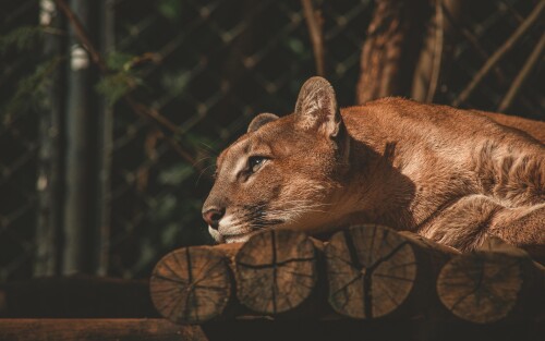 lion-resting-fv-3840x2400949f3e184eadde6c.jpg