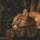 lion-resting-fv-3840x2400949f3e184eadde6c