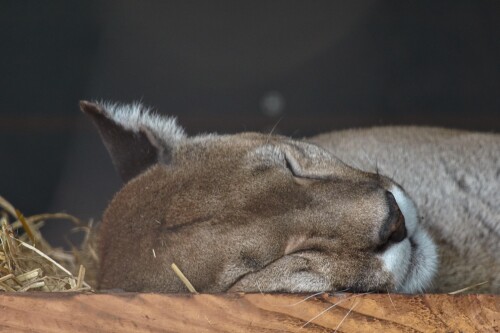 puma-356917479d98520994260a8.jpg