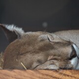 puma-356917479d98520994260a8
