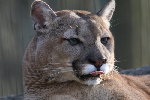 puma-70203548d1b395c0dbf31c3.jpg