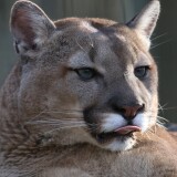 puma-70203548d1b395c0dbf31c3