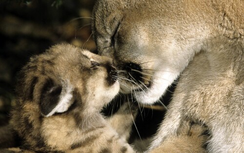 pumas-junger-puma-240392c3a6dfe117abeb28.jpg