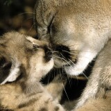 pumas-junger-puma-240392c3a6dfe117abeb28