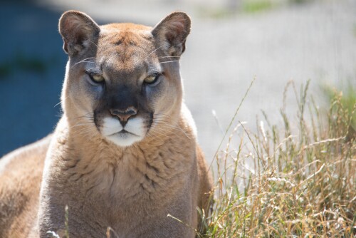 wild-cougar-big-cat-grass-angryddd0282fad32312f.jpg