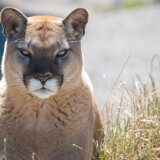 wild-cougar-big-cat-grass-angryddd0282fad32312f