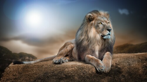 african lion big cat carnivore predator animal portrait 5120x3418 5825