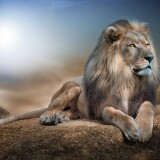 african-lion-big-cat-carnivore-predator-animal-portrait-5120x3418-5825a08a9dd2c654b83c