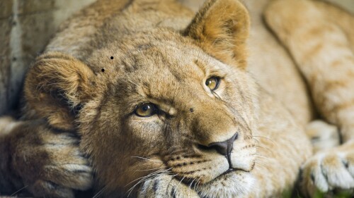 african lion cub big cat young lion zoo wild predator 4656x3150 2865