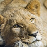 african-lion-cub-big-cat-young-lion-zoo-wild-predator-4656x3150-28655a3fcd219c5362cb