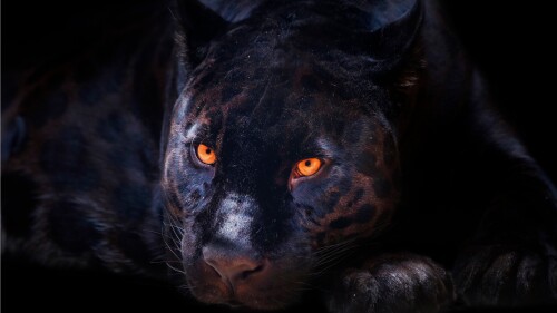 black panther dark background wild cat scary feline big cat 7087x4724 5697