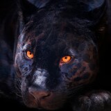 black-panther-dark-background-wild-cat-scary-feline-big-cat-7087x4724-56975341fd52a6ee517f