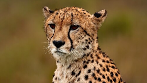 cheetah closeup 4200x2160 13237