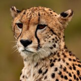 cheetah-closeup-4200x2160-132373ca0f4e7ef2ab56b