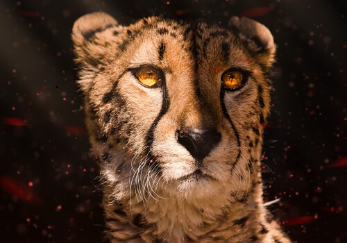 cheetah-southeast-african-cheetah-fire-5k-6000x4200-7867f9687a792e643a0a.jpeg