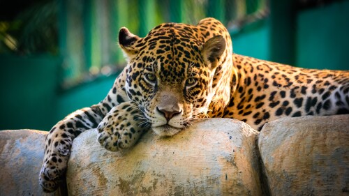 jaguar wild animal carnivore predator big cat zoo 3840x2400 3705