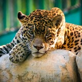 jaguar-wild-animal-carnivore-predator-big-cat-zoo-3840x2400-37051871b48b360d7b93