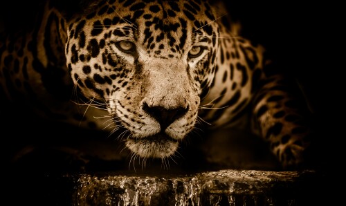 jaguar wildcat black background wild animal carnivore 5k 4928x2941 2372