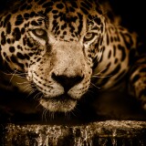 jaguar-wildcat-black-background-wild-animal-carnivore-5k-4928x2941-23724b616573f7a9f194