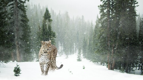 leopard snow winter forest snow leopard pine trees 5k 5634x3521 5114