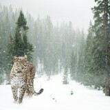 leopard-snow-winter-forest-snow-leopard-pine-trees-5k-5634x3521-51140d75347fd99be77c