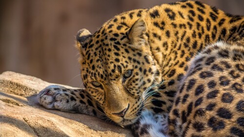 leopard wild animal carnivore predator closeup face big cat 5120x3200 4059