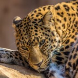 leopard-wild-animal-carnivore-predator-closeup-face-big-cat-5120x3200-405998c34974e0557461