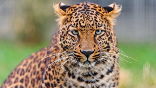 leopard zoo wild animal closeup face big cat carnivore 4043x2695 3172