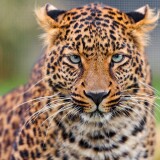 leopard-zoo-wild-animal-closeup-face-big-cat-carnivore-4043x2695-317293640b1d938b941f