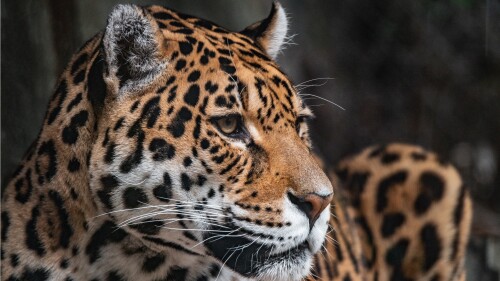 leopard zoo wildlife jaguar closeup artis amsterdam 6048x4024 2943
