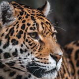 leopard-zoo-wildlife-jaguar-closeup-artis-amsterdam-6048x4024-294368b0ad9945090d68