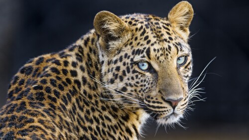leopardess-jaguar-closeup-portrait-big-cat-wild-animal-4373x3280-31805710843d764a2370.jpeg