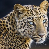 leopardess-jaguar-closeup-portrait-big-cat-wild-animal-4373x3280-31805710843d764a2370