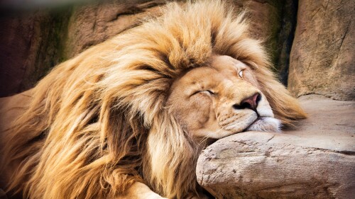 lion sleeping lion barbary lion african lion 5k 6000x4000 8812