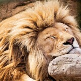 lion-sleeping-lion-barbary-lion-african-lion-5k-6000x4000-8812852f1a33e962b9a5