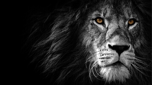 lion wild african predator black background 4000x2190 1534