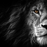 lion-wild-african-predator-black-background-4000x2190-15344531bd1ed916957a
