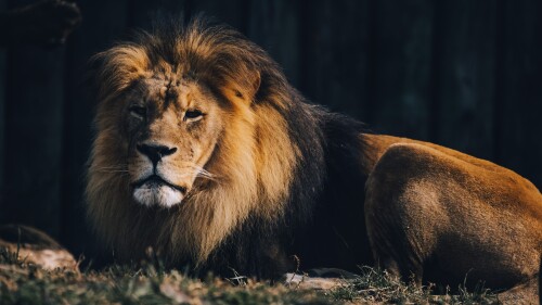 lion wildlife carnivore predator zoo safari ride 5k 6240x4160 4839