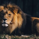 lion-wildlife-carnivore-predator-zoo-safari-ride-5k-6240x4160-483906c8ab7ce878ce62