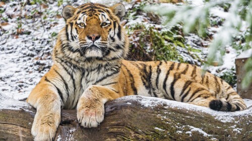 siberian tiger snow wood winter big cat wild animal 4772x3181 2861
