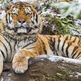 siberian-tiger-snow-wood-winter-big-cat-wild-animal-4772x3181-28614207b15015c08a2a