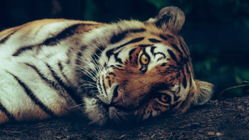 siberian tiger starring close up selective focus big cat 5184x3208 5016