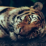 siberian-tiger-starring-close-up-selective-focus-big-cat-5184x3208-5016f7f23502b6547d76