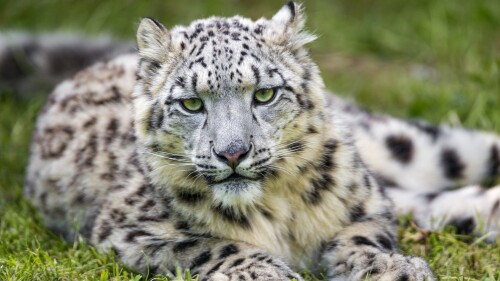 snow leopard white green grass big cat wild animal predator 4928x3280 2862
